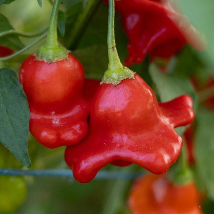 Rocotillo - Peper zaden, Tuin en Terras, Bloembollen en Zaden, Zaad, Volle zon, Verzenden