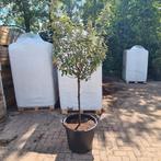 Olijfwilg op stam | Elaeagnus Ebbingei, 100 tot 250 cm, Zomer, Ophalen, Volle zon