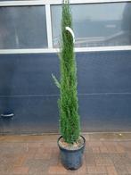 Cupressus Sempervirens 'Totem' -Italiaanse Cipresboom H178cm, 100 tot 250 cm, Zomer, Zuilboom, Ophalen