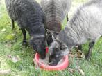 3 Quessant schapen - Gratis ophalen., Dieren en Toebehoren, Schapen, Geiten en Varkens, Vrouwelijk, Schaap