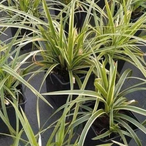 Japanse zegge, siergras, Tuin en Terras, Planten | Tuinplanten, Siergrassen, Halfschaduw, Ophalen of Verzenden