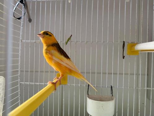 Te koop een mooie harlekijn kanarie man met een putter zang, Dieren en Toebehoren, Vogels | Kanaries, Kleurkanarie, Mannelijk