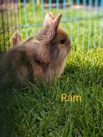 Jonge konijnen (1 ram en 3 voedsters), Dieren en Toebehoren, Konijnen, Meerdere dieren, 0 tot 2 jaar, Middelgroot