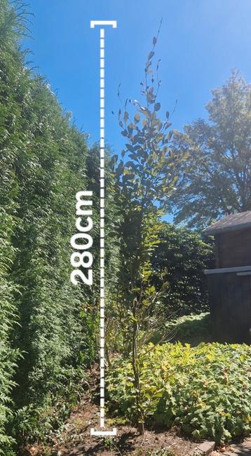 Gewone beuk '
‘Fagus sylvatica' Dawyck Purple beschikbaar voor biedingen