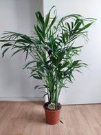 Dypsis Lutescens - Areca palm / Goudpalm H: 110 cm., Huis en Inrichting, Kamerplanten, Ophalen, 100 tot 150 cm, Palm, Halfschaduw