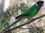 parkiet, Dieren en Toebehoren, Vogels | Parkieten en Papegaaien, Mannelijk, Parkiet