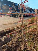 Sierappelboompjes ( Malus Red Sentinel) laagstam en geleid, Volle zon, Lente, Minder dan 100 cm, Overige soorten