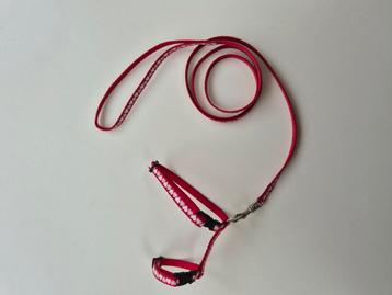 Kittentuigje beschikbaar voor biedingen