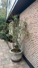 Grote roze Oleander, Tuin en Terras, Planten | Bomen, Overige soorten, 100 tot 250 cm, Zomer, Ophalen