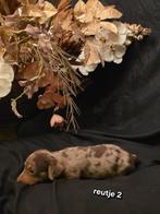 Kaninchen / dwerg teckel pups, Dieren en Toebehoren, Honden | Teckels en Dashonden, Kaninchen, CDV (hondenziekte), 8 tot 15 weken