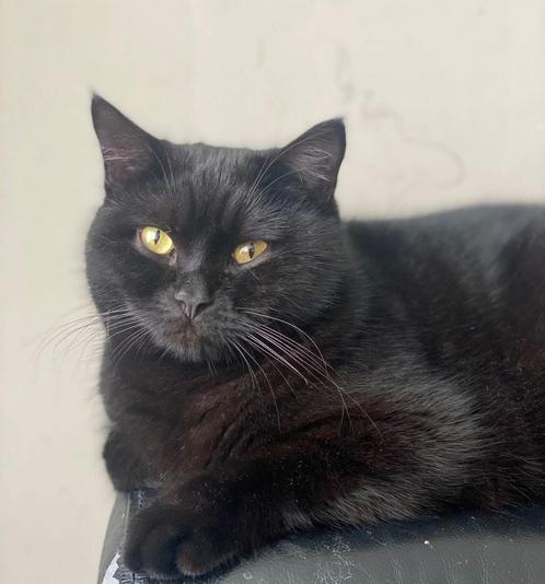 Kat VERMIST, Dieren en Toebehoren, Vermiste en Gevonden Dieren