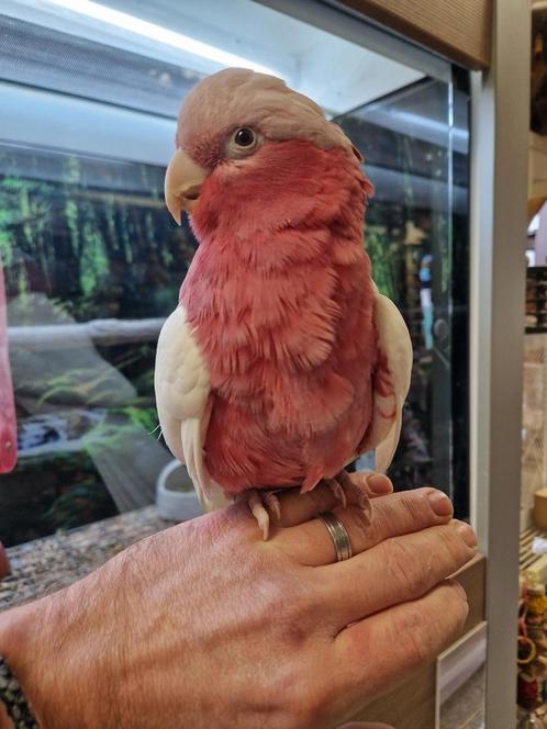 tamme jonge lutino rose kaketoe, Dieren en Toebehoren, Vogels | Parkieten en Papegaaien, Papegaai, Mannelijk, Tam, Geringd