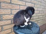 Minilop. Hangoor, dwerg konijn, konijnen, Dieren en Toebehoren, Mannelijk, Dwerg, Hangoor, 0 tot 2 jaar