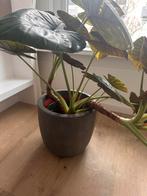 Super grote Alocasia, Huis en Inrichting, Kamerplanten, Ophalen, 100 tot 150 cm, Overige soorten, Halfschaduw