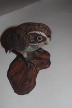Uil, hout, Ophalen