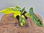 Philodendron Florida Beauty p12 (5)