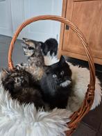 Lieve kittens langharig en kortharig, Dieren en Toebehoren, Katten en Kittens | Overige Katten, Poes, Langharig, 0 tot 2 jaar