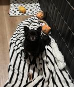 Chihuahua teefje herplaatser, Dieren en Toebehoren, Honden | Chihuahua's en Gezelschapshonden, 6 jaar of ouder, Rabiës (hondsdolheid)