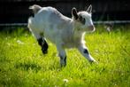 Landgeit bok cae en cl vrij, Dieren en Toebehoren, Schapen, Geiten en Varkens, Mannelijk, 0 tot 2 jaar, Geit