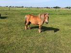 Te Koop vos merrie, Merrie, Niet van toepassing, A pony (tot 1.17m), 11 jaar of ouder