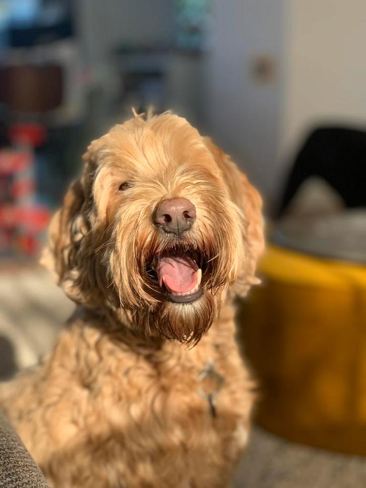 Hondenoppas Heiloo, dag- weekend- en vakantie-opvang, Diensten en Vakmensen, Dieren | Honden | Verzorging, Oppas en Les