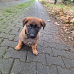 Mechelse X Duitse herder pups, Dieren en Toebehoren, 8 tot 15 weken, Meerdere, Meerdere dieren, Herder