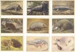 11 nwe Verkade plaatjes plaatjesalbum Dierenleven Artis 1939, Boeken, Prentenboeken en Plaatjesalbums, Ophalen of Verzenden, Nieuw