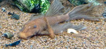 Bewezen koppel Ancistrus SP L 144 super red Longfin beschikbaar voor biedingen