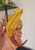 Wimper gecko vrouw, Dieren en Toebehoren, Reptielen en Amfibieën, Overige soorten, 0 tot 2 jaar, Tam
