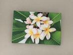 canvas frangipani, Ophalen, Zo goed als nieuw, Print