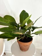 Plant, Huis en Inrichting, Overige soorten, 100 tot 150 cm, Halfschaduw, In pot