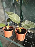 alocasia&philodendron, Huis en Inrichting, Kamerplanten, Ophalen, Overige soorten, Halfschaduw, In pot