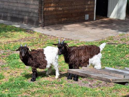 Te koop Wallische bokjes, Dieren en Toebehoren, Schapen, Geiten en Varkens, Geit, Mannelijk
