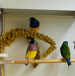 Gouldamadines split voor blauw, Meerdere dieren, Geringd
