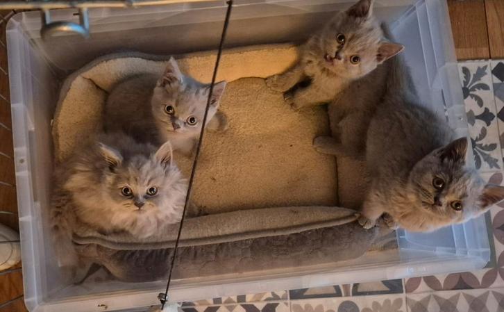 Britse korthaar kittens, Dieren en Toebehoren, Katten en Kittens | Raskatten | Korthaar, Meerdere dieren, Ontwormd