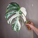 Monstera Deliciosa Albo, Huis en Inrichting, Kamerplanten, Overige soorten, Minder dan 100 cm, Groene kamerplant, Halfschaduw