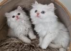 Perzische kittens, Meerdere dieren, Ontwormd, 0 tot 2 jaar