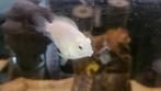 Jonge White Parrot Cichliden, Dieren en Toebehoren, Vis