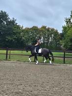 Prachtige 3 jarige ruin Just Wimphof x Rubels, Gechipt, Ruin, Dressuurpaard, Zadelmak