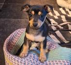 Jack Russell Puppies Black and Tan  Reu en Teefje, Jack Russell Terriër, 8 tot 15 weken, Meerdere, Meerdere dieren