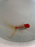 Sluierstaar wit oranje, Dieren en Toebehoren, Vissen | Aquariumvissen, Vis, Zoetwatervis