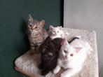 2 Brits korthaar kittens , direct beschikbaar!, Dieren en Toebehoren, Katten en Kittens | Raskatten | Korthaar, Meerdere dieren