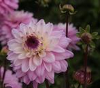 Dahlia knollen Luka Johanna, Tuin en Terras, Bloembollen en Zaden, Knol, Ophalen of Verzenden, Voorjaar, Volle zon