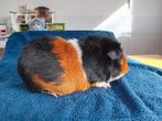 Cavia beren te koop, Dieren en Toebehoren, April, Mannelijk, Cavia