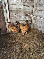 3 kuifhoenders, Dieren en Toebehoren, Pluimvee, Vrouwelijk, Kip