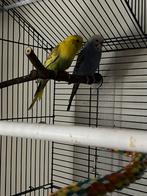 2 baby grasparkieten. 3 maanden oud, Dieren en Toebehoren, Vogels | Parkieten en Papegaaien, Meerdere dieren, Parkiet