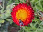 Zaden Helichrysum koperrood voor de pluktuin, Tuin en Terras, Bloembollen en Zaden, Verzenden, Voorjaar, Volle zon, Zaad