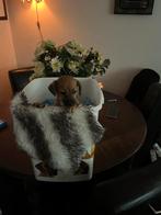 Een hele mooie jack russel pup een reutje, Rabiës (hondsdolheid), Jack Russell Terriër, 8 tot 15 weken, Meerdere dieren