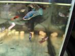Betta plakat avatar x koi jonkies, Dieren en Toebehoren, Vissen | Aquariumvissen, Vis