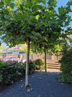 2 dakplatanen, Tuin en Terras, Ophalen, Bloeit niet, Volle zon, Overige soorten